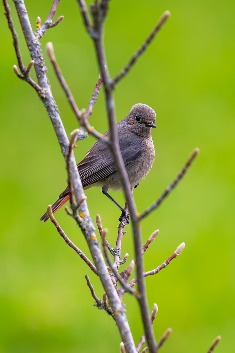 Bird Watching Safari